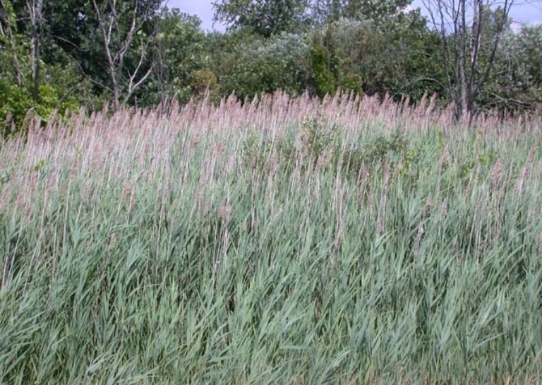 Common Water Weeds Impacting Florida – Aquatic Weeds