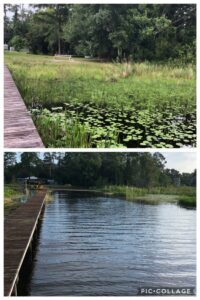 Before and After lake weed removal in Windemere