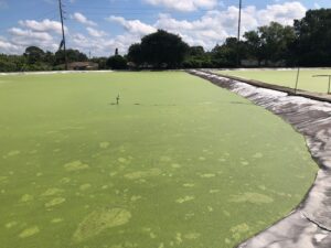 Community Pond full of Algae before Aquatic Weeds