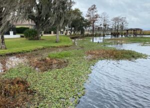 Kissimmee lakefront home aquatic weeds